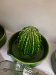 Cactus Juicer